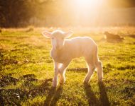 Avininkystė – ne tik mėsai, pirštinėms, bet ir statyboms